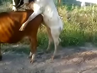 Tamil Sex Animals - animal Most popular Videos 1